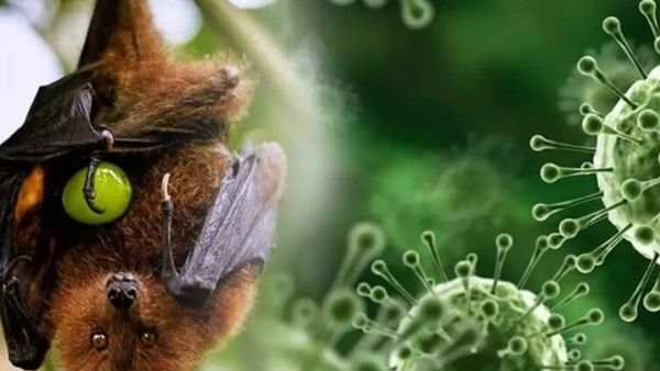 Triệu chứng của bệnh do virus Nipah